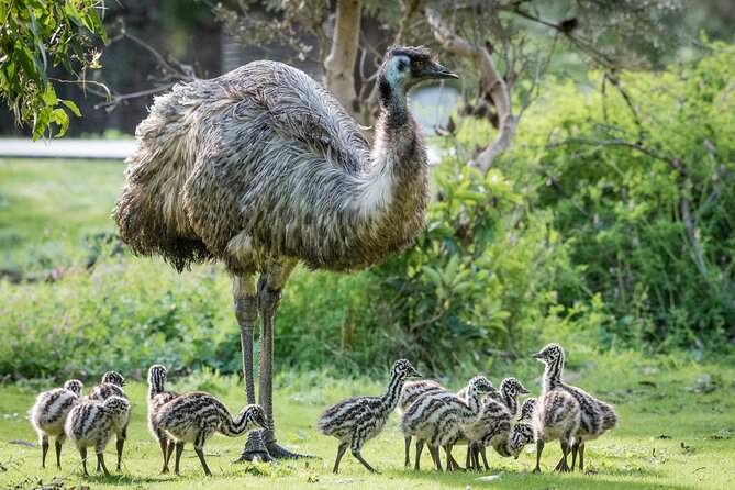 Small-Group Grampians Great Wildlife Escape Day Trip with Hiking - A long drive that actually earns its time