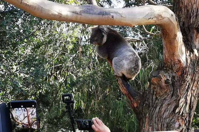 Small-Group Great Ocean Road Day Trip from Melbourne - Great Otway National Park and the Ecolodge Access Break