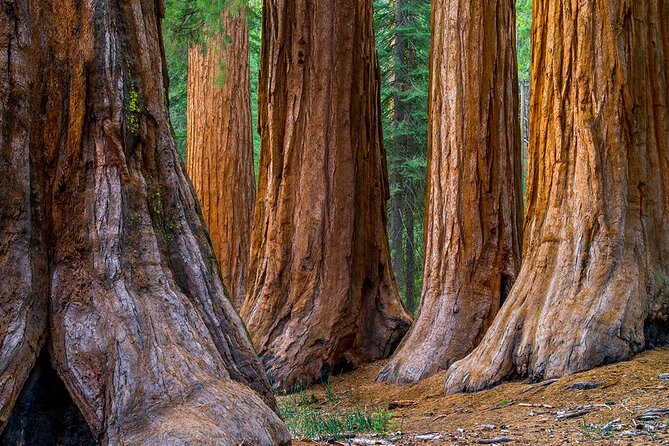Small Group Redwoods, California Coast & Sausalito Day Trip from San Francisco - Armstrong Redwood State Reserve: the main attraction
