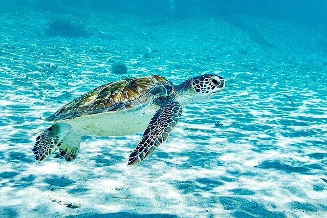 Snorkel with Turtles & Kenepa Grandi Beach: Nr.1 Island Day Trip - Key things I’d bet on