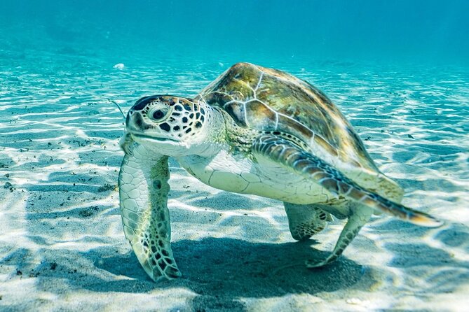 Snorkel with Turtles & Kenepa Grandi Beach: Nr.1 Island Day Trip - How this half-day tour actually feels (and why it’s a smart use of shore time)