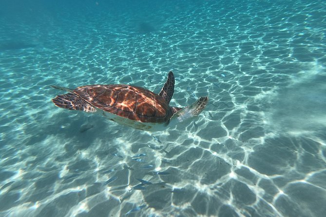 Snorkel with Turtles & Kenepa Grandi Beach: Nr.1 Island Day Trip - The Flamingo Sanctuary stop: short, sweet, and very nature-dependent