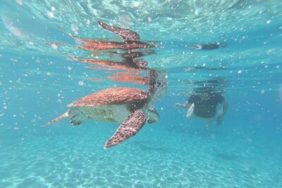 Snorkel with Turtles & Kenepa Grandi Beach: Nr.1 Island Day Trip - Playa Grandi turtle snorkeling: the main event, with options for every comfort level