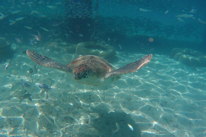 Snorkel with Turtles & Kenepa Grandi Beach: Nr.1 Island Day Trip - The bus ride across western Curaçao: the part you should plan for