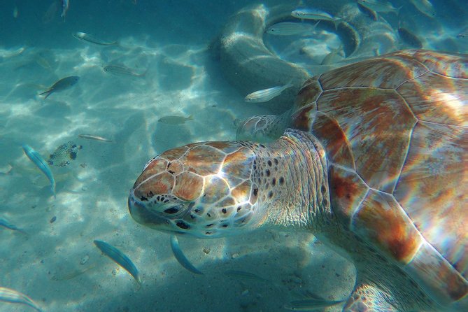 Snorkel with Turtles & Kenepa Grandi Beach: Nr.1 Island Day Trip - What’s included, what’s not, and how to handle food
