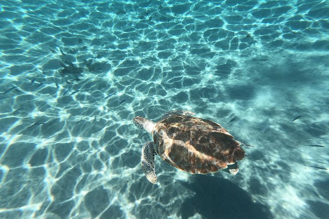 Snorkel with Turtles & Kenepa Grandi Beach: Nr.1 Island Day Trip - Price and value: is $75 per person worth it?