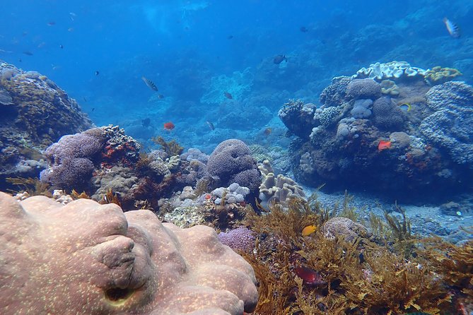 Snorkeling Day Trip To Lembongan and Penida - Price and value: why it can be a bargain, and what to budget