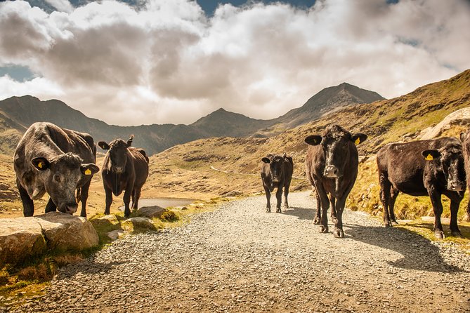 Snowdonia & Chester Day Tour from Manchester Including Admission - Price vs Value: What Your $102 Covers