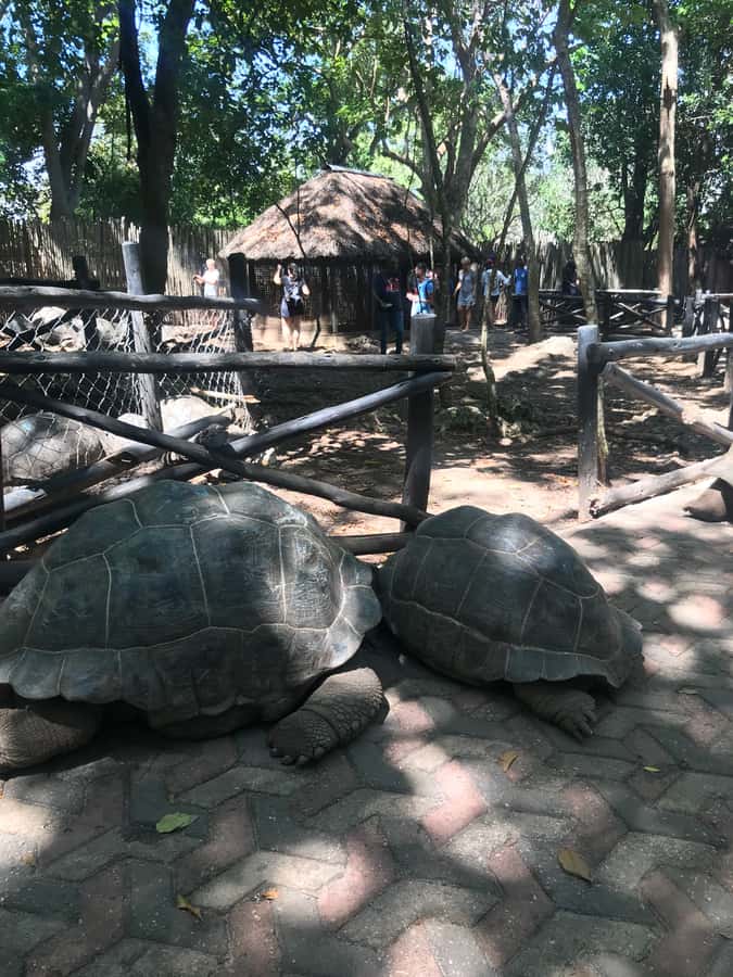 Stone Town: Stone Town and Prison Island Private Day Trip - Should You Book the Stone Town and Prison Island Private Day Trip?