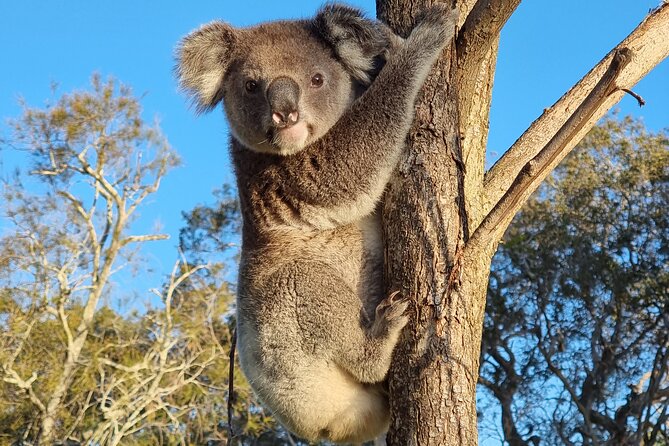Stradbroke Island Eco Day Trip from Brisbane – Wildlife & Beaches - North Stradbroke Island From Brisbane: Why This Day Feels Different