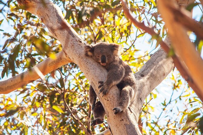 Stradbroke Island Eco Day Trip from Brisbane – Wildlife & Beaches - Amity Point Jetty: Koalas in Gum Trees and Dolphins Near Shore