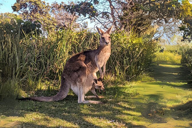 Stradbroke Island Eco Day Trip from Brisbane – Wildlife & Beaches - The Return Ferry at Sunset: One Last Scan for Dolphins
