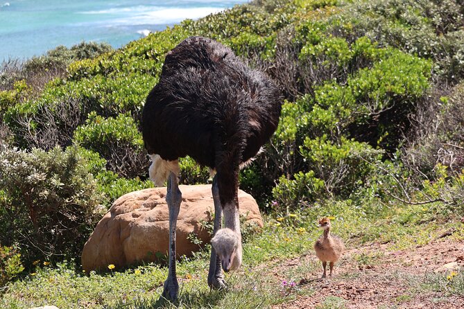 Supersaver: Cape of Good Hope and Cape Point Day Tour from Cape Town - Why This Cape Peninsula Day Tour Works From Cape Town