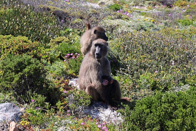 Supersaver: Cape of Good Hope and Cape Point Day Tour from Cape Town - Chapman’s Peak Drive: One of the World’s Scenic Coastal Rides