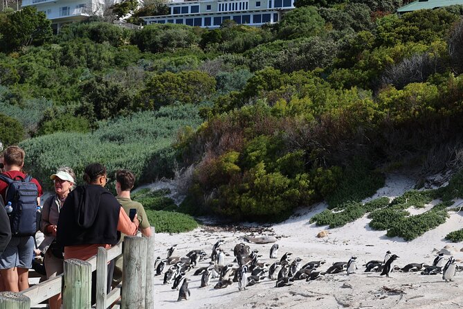 Supersaver: Cape of Good Hope and Cape Point Day Tour from Cape Town - Boulders Beach Penguin Colony: Watch African Penguins From the Right Spots