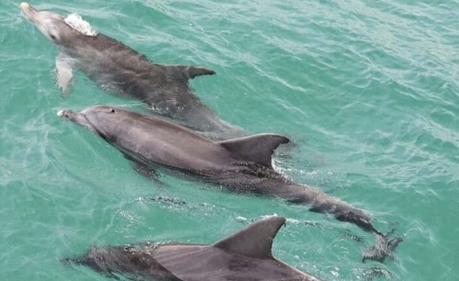 Sydney: Jervis Bay Day Trip with Dolphins, Roos & Beach Time - Huskisson Lunch Break: Small-Town Reset Between Wildlife Stops