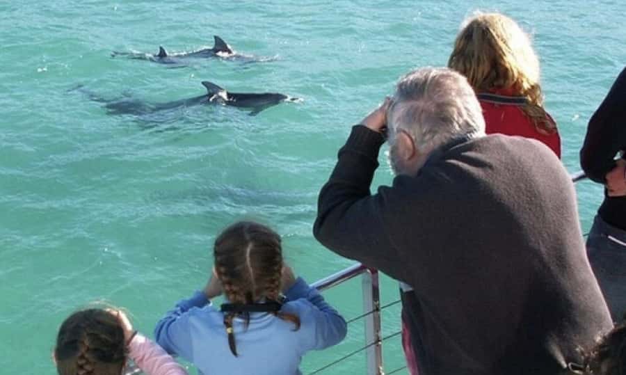 Sydney: Jervis Bay Day Trip with Dolphins, Roos & Beach Time - Jervis Bay Marine Park Dolphin Cruise: Turquoise Water and 100+ Bottlenose