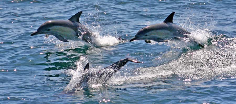 Sydney: Port Stephens Dolphin Cruise & Sandboarding Day Trip - Who This Tour Suits Best (And Who Should Skip It)