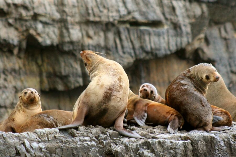 Tasman Peninsula Day Trip with Cruise & Devils from Hobart - Price and value: why $230 can work for a one-day hit of Tasmania