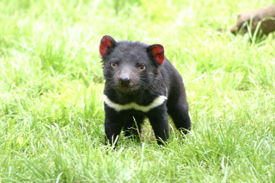 Tasman Peninsula Day Trip with Cruise & Devils from Hobart - Who should book this cruise-and-devils day trip?