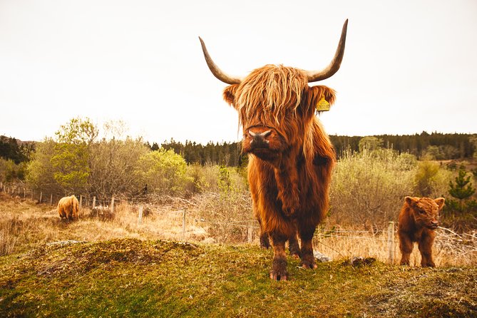 Torridon, Applecross and Eilean Donan Castle Small-Group Day Tour from Inverness - Driver-guides make or break the day: you’ll hear the Highlands stories