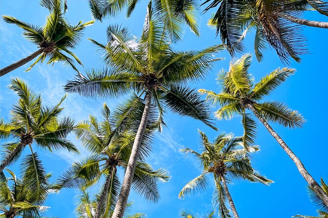 Tortuga Island Full Day Tour from San José with Lunch - Should you book Tortuga Island with Inside Tours Costa Rica?