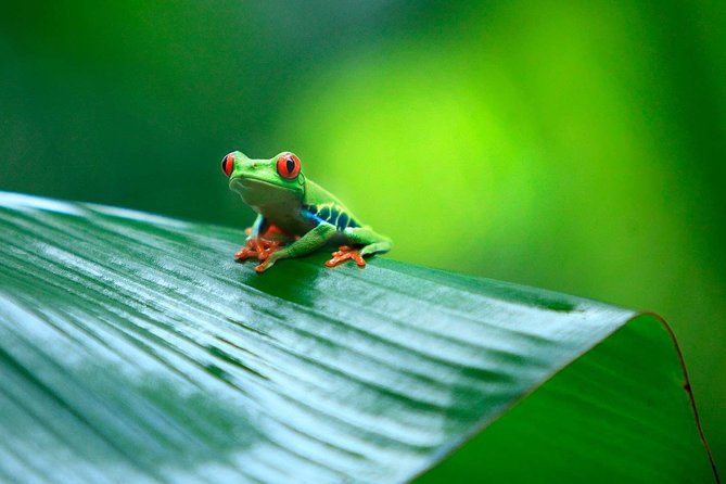 Tortuguero National Park and Canals Day Trip from San Jose - Who should book this Tortuguero day trip from San José?