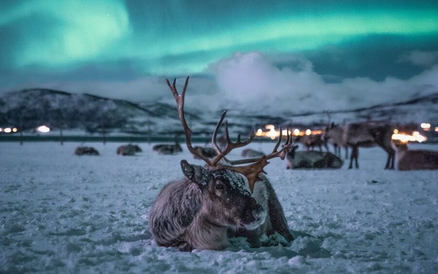 Tromsø: Reindeer Sled, Dinner, and Chance of Northern Lights - Prostneset pickup at 17.40: the start matters