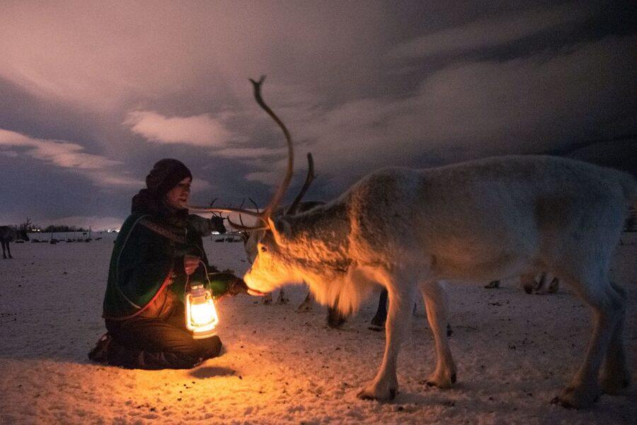 Tromsø: Reindeer Sled, Dinner, and Chance of Northern Lights - Feeding 300 reindeer by hand: the highlight that actually feels real