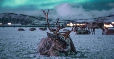 Tromsø: Reindeer Sled, Dinner, and Chance of Northern Lights - Dinner and Sami camp warmup: charme that’s practical