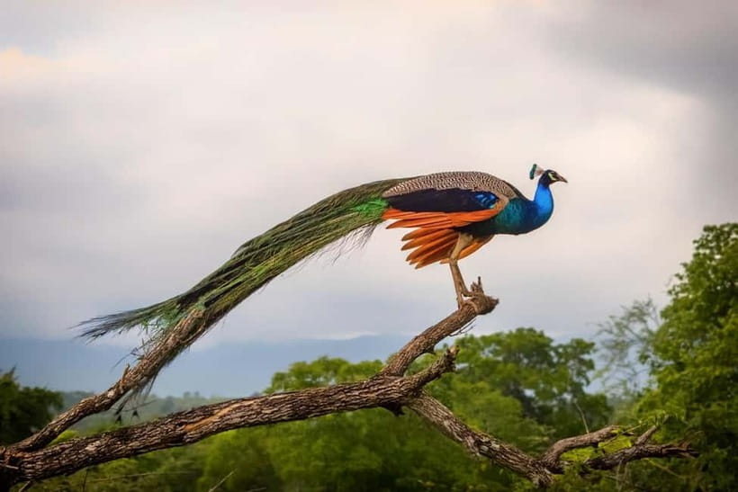 Udawalawe: Private Safari All Inclusive Day Trip with Lunch - Price and value: what $130 per person really covers
