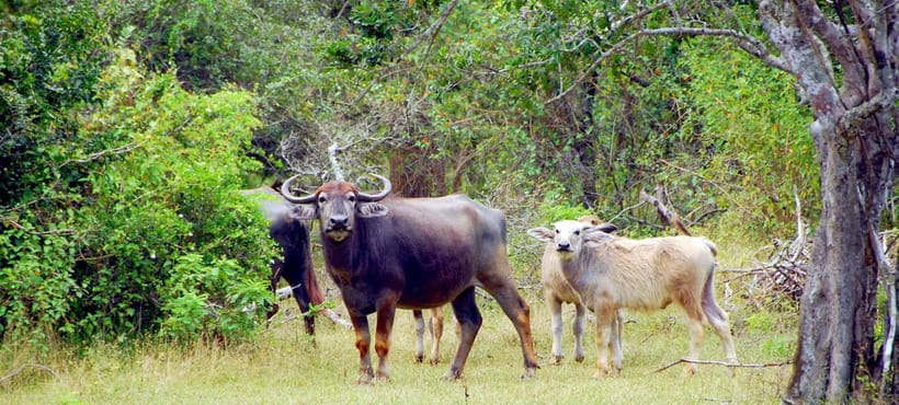 Udawalawe: Private Safari All Inclusive Day Trip with Lunch - What to watch for on the day (so it feels worth it)