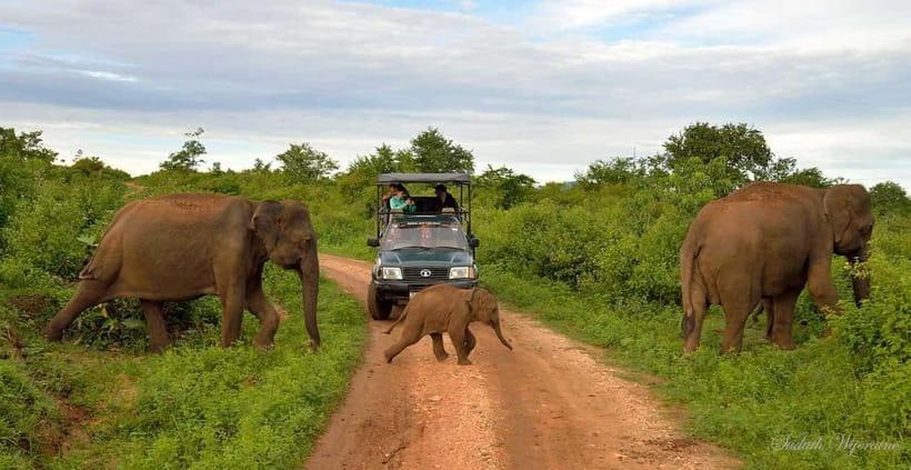 Udawalawe Safari Private Day Trip with Lunch - All Inclusive - Air-Conditioned Transfers and Private Safari Jeep: Comfort vs. the Real World