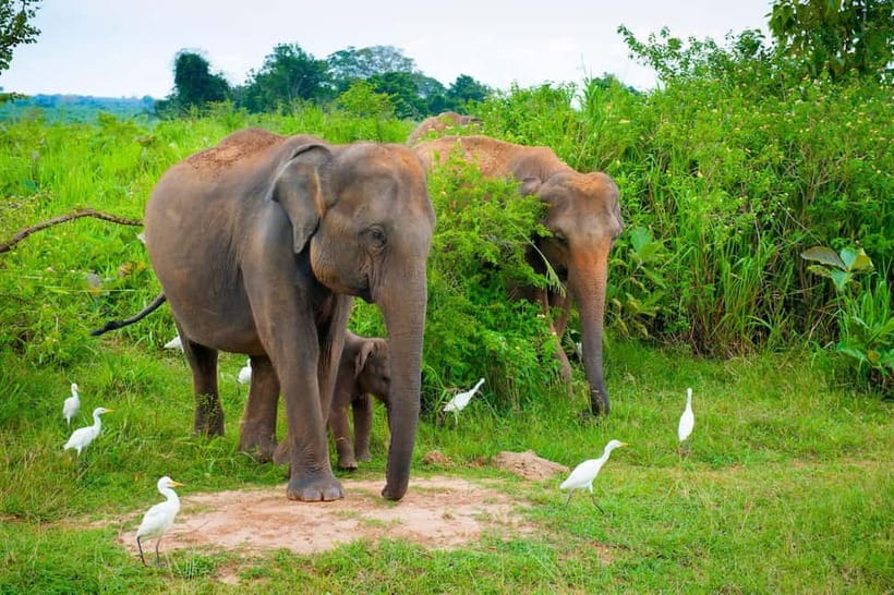 Udawalawe Safari Private Day Trip with Lunch - All Inclusive - Pickup Across Sri Lanka: Timing Options and How to Plan Your Morning
