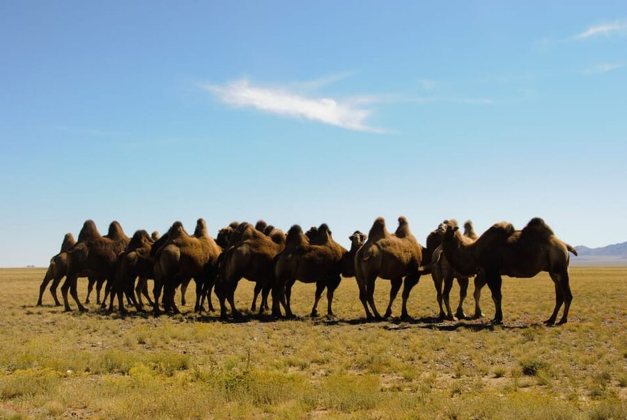 Ulaanbaatar: Semi-Gobi Desert Day Trip & Camel Ride - Key things to know before you go
