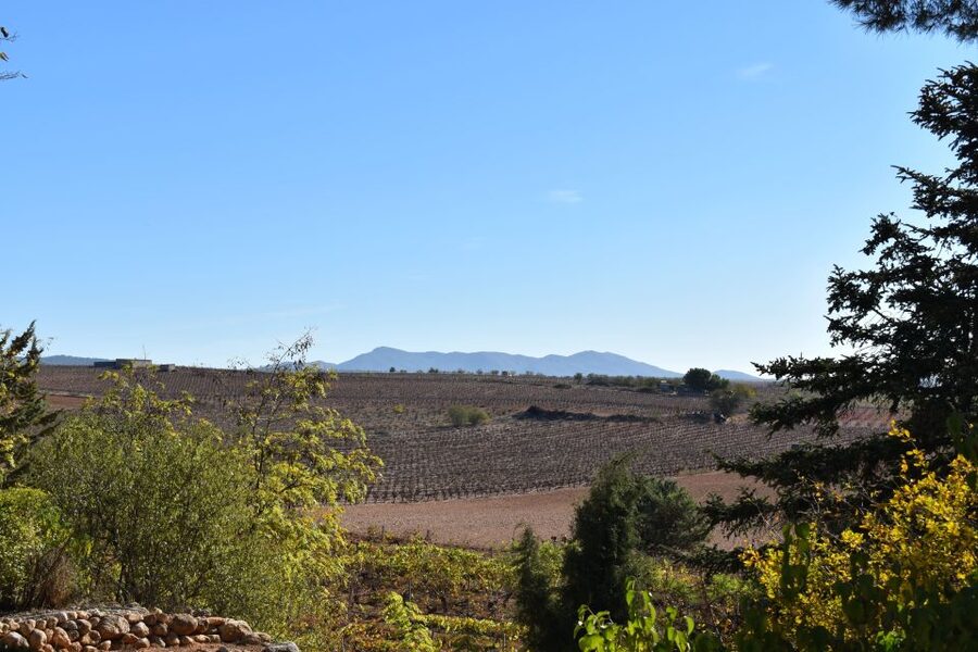 Valencia: Utiel-Requena Cave & Winery Day Trip with Tasting - The wine lesson you’ll carry home: Bobal and regional identity