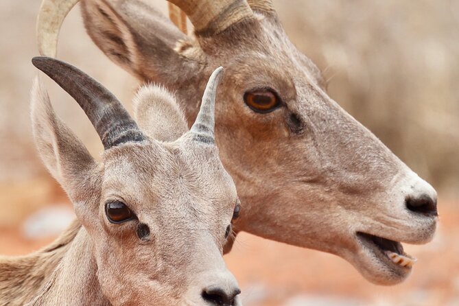 Valley of Fire and Red Rock Canyon Day Tour from Las Vegas - FAQ