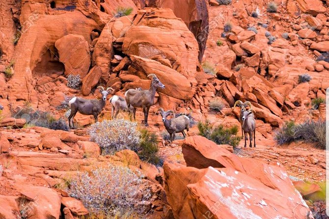 Valley of Fire State Park Day Tour from Las Vegas - Key things to know before you go