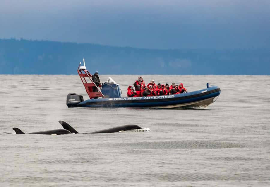 Vancouver: Day Trip to Victoria Seaplane with Whale Watching - Should You Book the Vancouver Victoria Seaplane + Whale Watch?