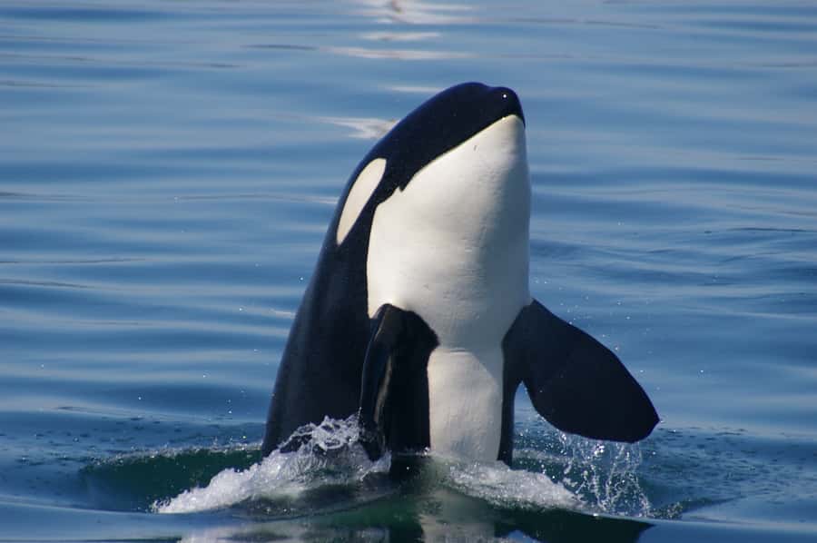 Vancouver: Day Trip to Victoria Seaplane with Whale Watching - Victoria on Your Own: How to Use the Free Time