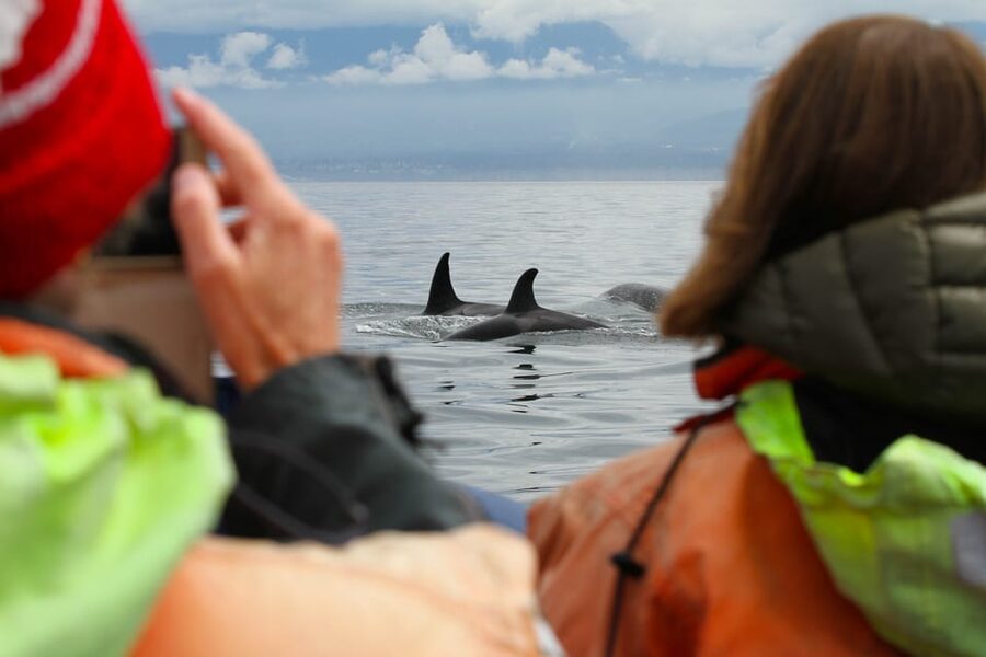Vancouver: Day Trip to Victoria Seaplane with Whale Watching - Who Should Book This (and Who Should Think Twice)