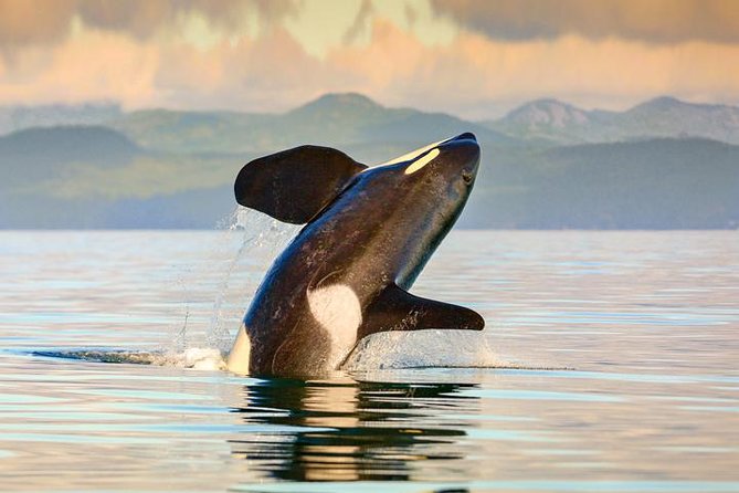 Vancouver-Victoria Day Trip by Seaplane + Whale Watching by Boat - 35 minutes across Georgia Strait: the seaplane views you’ll actually remember