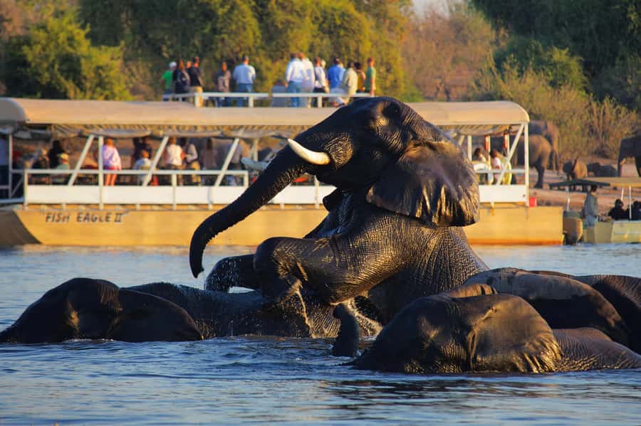 Victoria Falls: Chobe National Park Day Trip with Lunch - Key things that make this trip worth your time