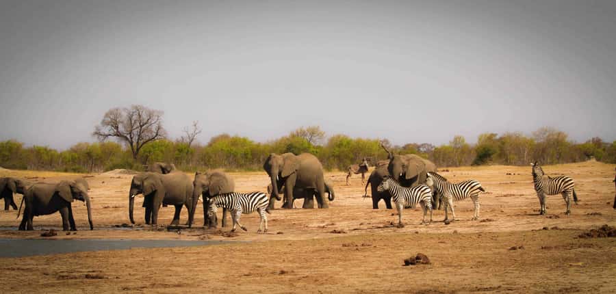 Victoria Falls: Chobe National Park Day Trip with Lunch - From Victoria Falls to Botswana’s border: quick geography, real-world paperwork