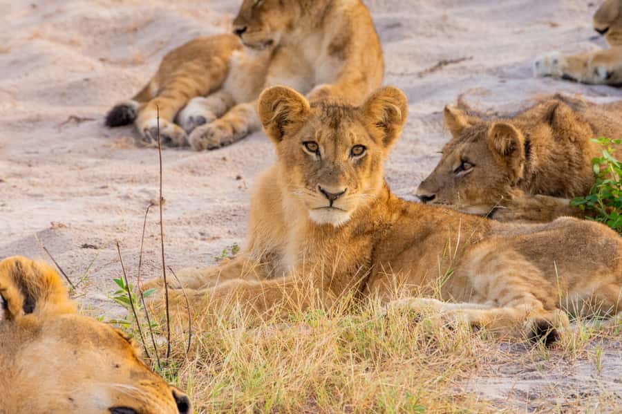 Victoria Falls: Chobe National Park Day Trip with Lunch - Time, comfort, and what to pack for a 10-hour safari loop