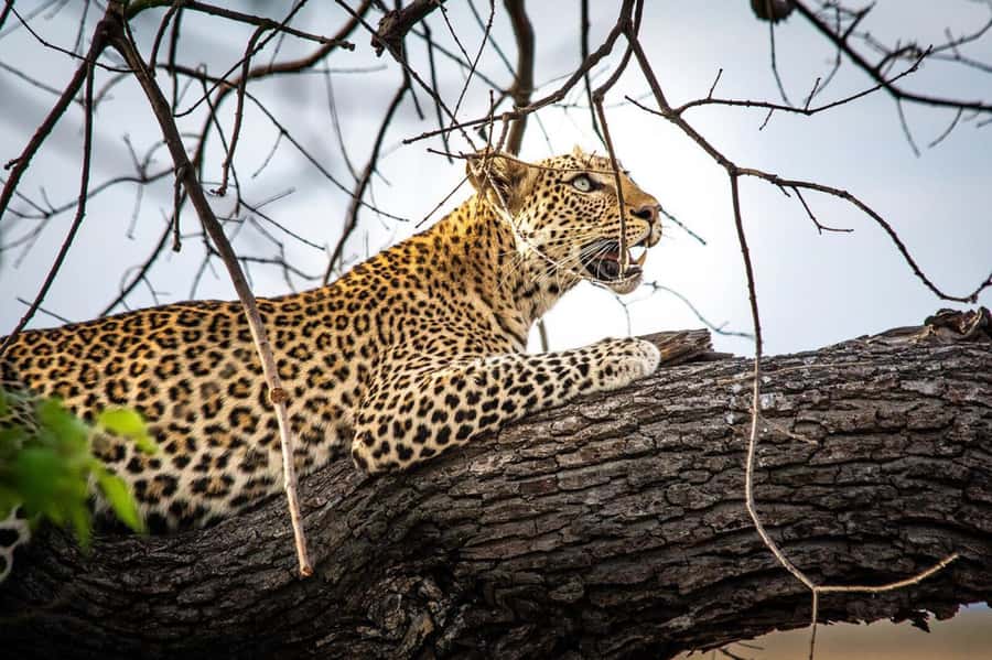 Victoria Falls: Chobe National Park Day Trip with Lunch - Should you book the Victoria Falls to Chobe day trip?