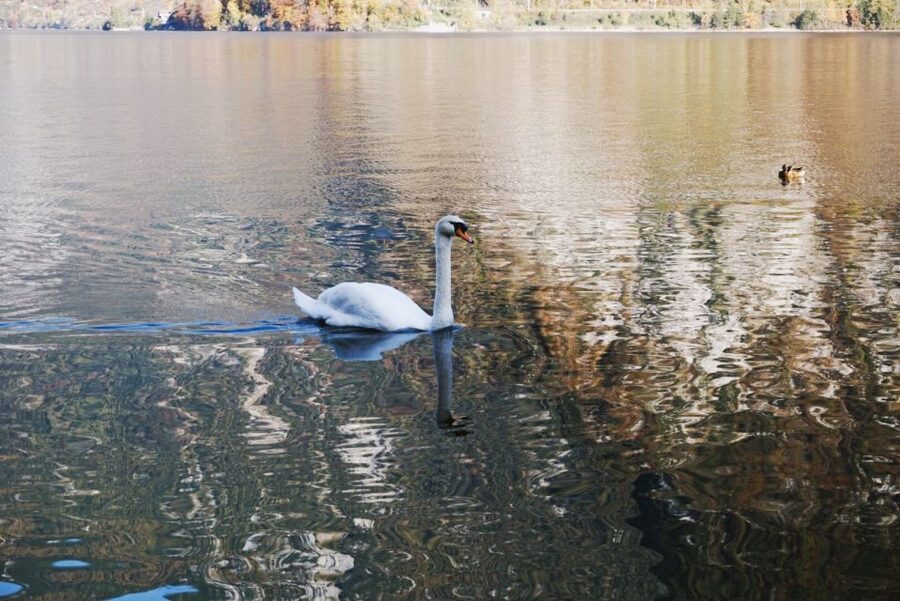 Vienna: Hallstatt & Alpine Peaks Day Trip with Admont Abbey - Should You Book? My Decision Rule