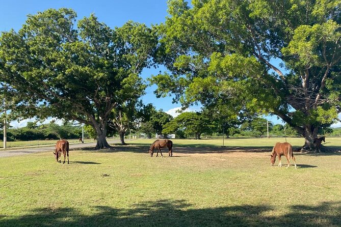 Vieques Bio Bay Tour and Beach Day Trip from San Juan by Ferry - FAQ