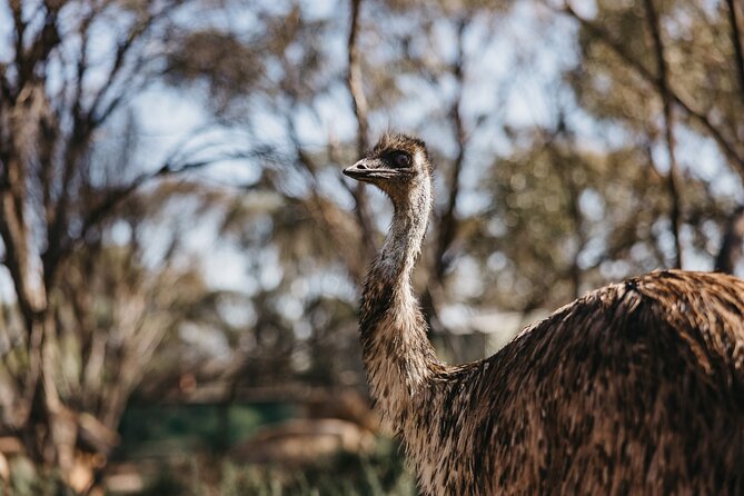 Wave Rock, York and Aboriginal Cultural Day Tour from Perth - Hippo’s Yawn: quick, silly, and surprisingly memorable
