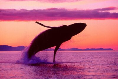 Whale Watching & Limón Waterfall Day Trip - Horse Ride Through Coffee, Cocoa, and Tropical Fruit